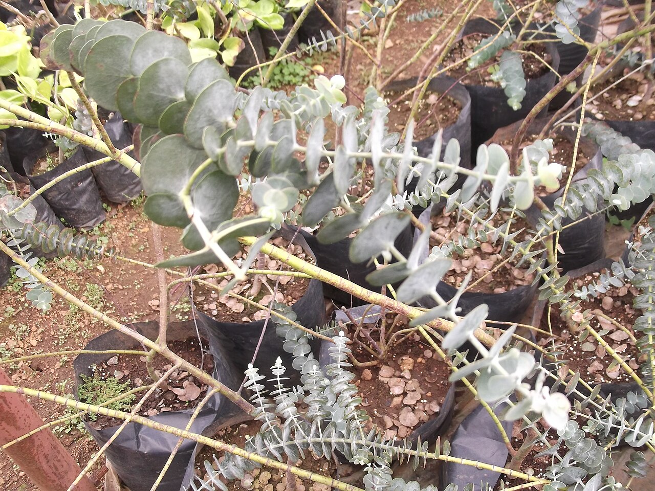 Eucalyptus cinerea, Argyle apple — upright evergreen (Myrtaceae) (image 7 of 8)