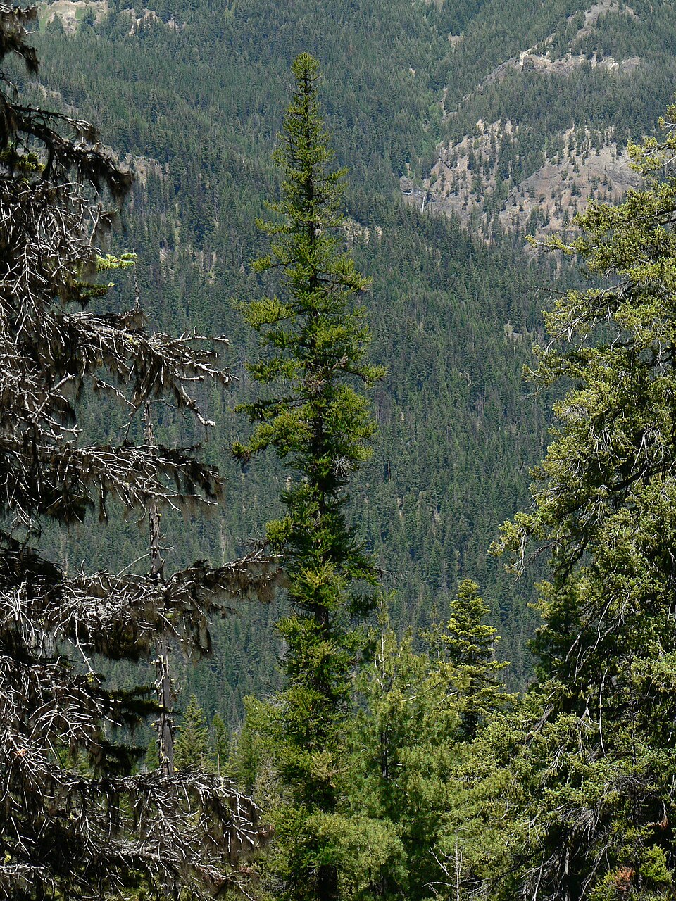 Larix occidentalis (Western Larch) (alternate view 8)