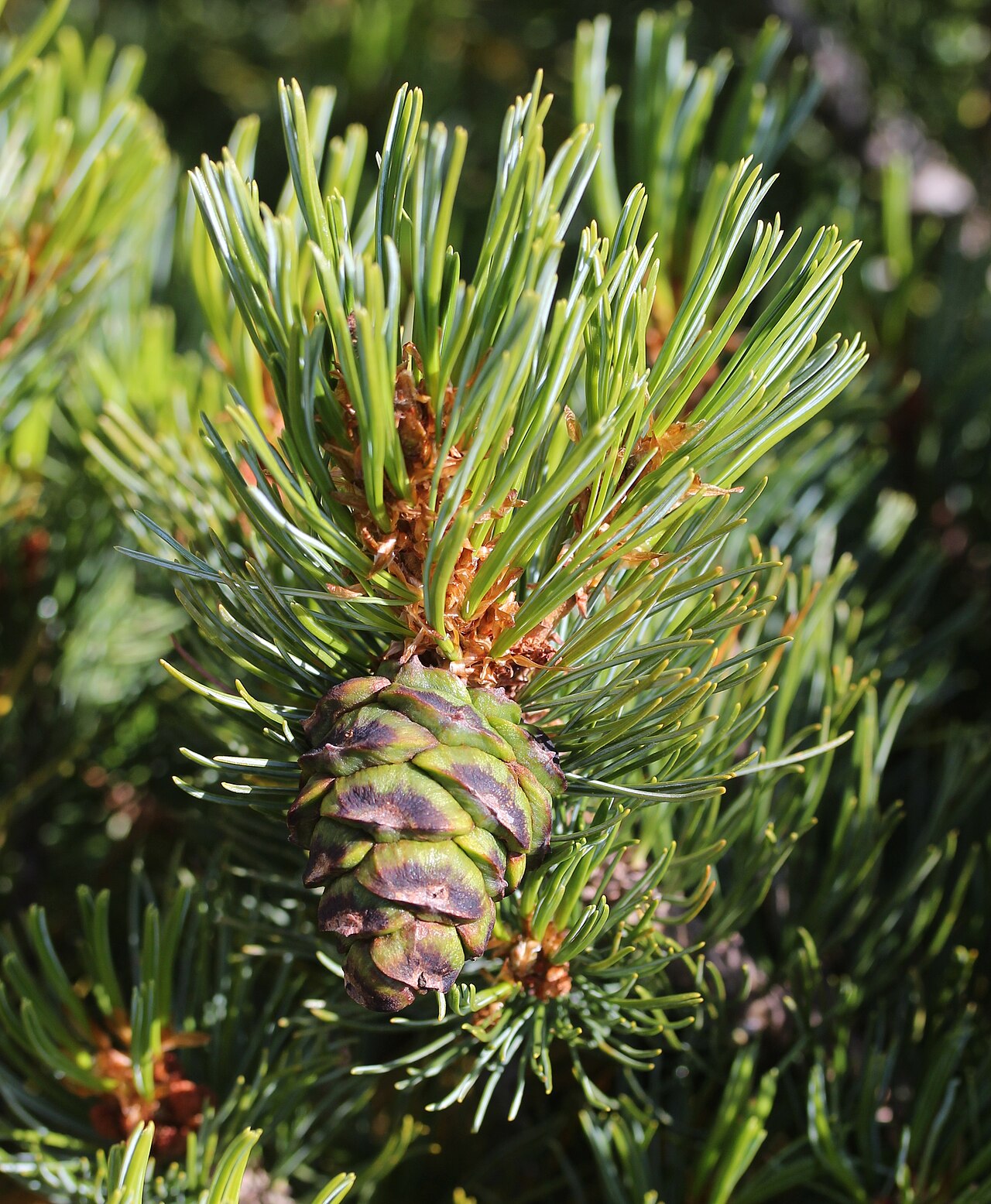 Pinus pumila (Dwarf Siberian Pine)