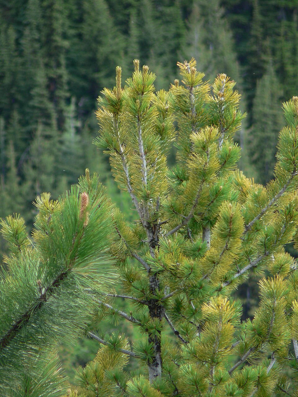 Pinus monticola (Western White Pine) (alternate view 8)