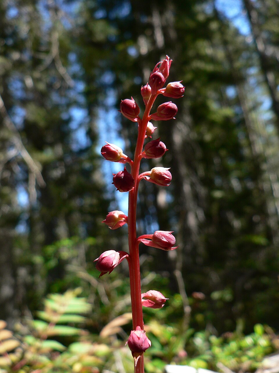 Pyrola asarifolia (bog wintergreen) (alternate view 6)