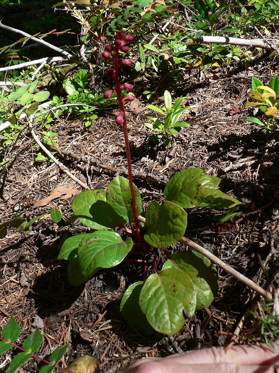 Pyrola asarifolia (bog wintergreen) (alternate view 7)