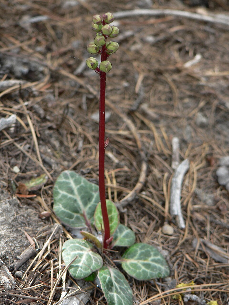 Pyrola picta (white-veined wintergreen) (alternate view 6)
