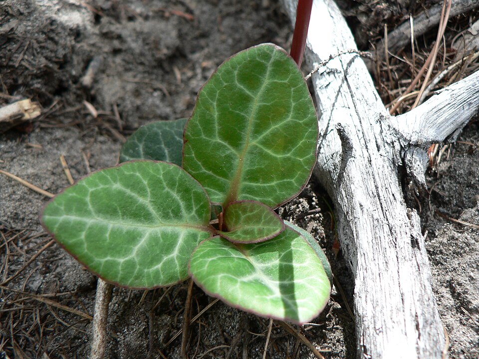 Pyrola picta (white-veined wintergreen) (alternate view 7)