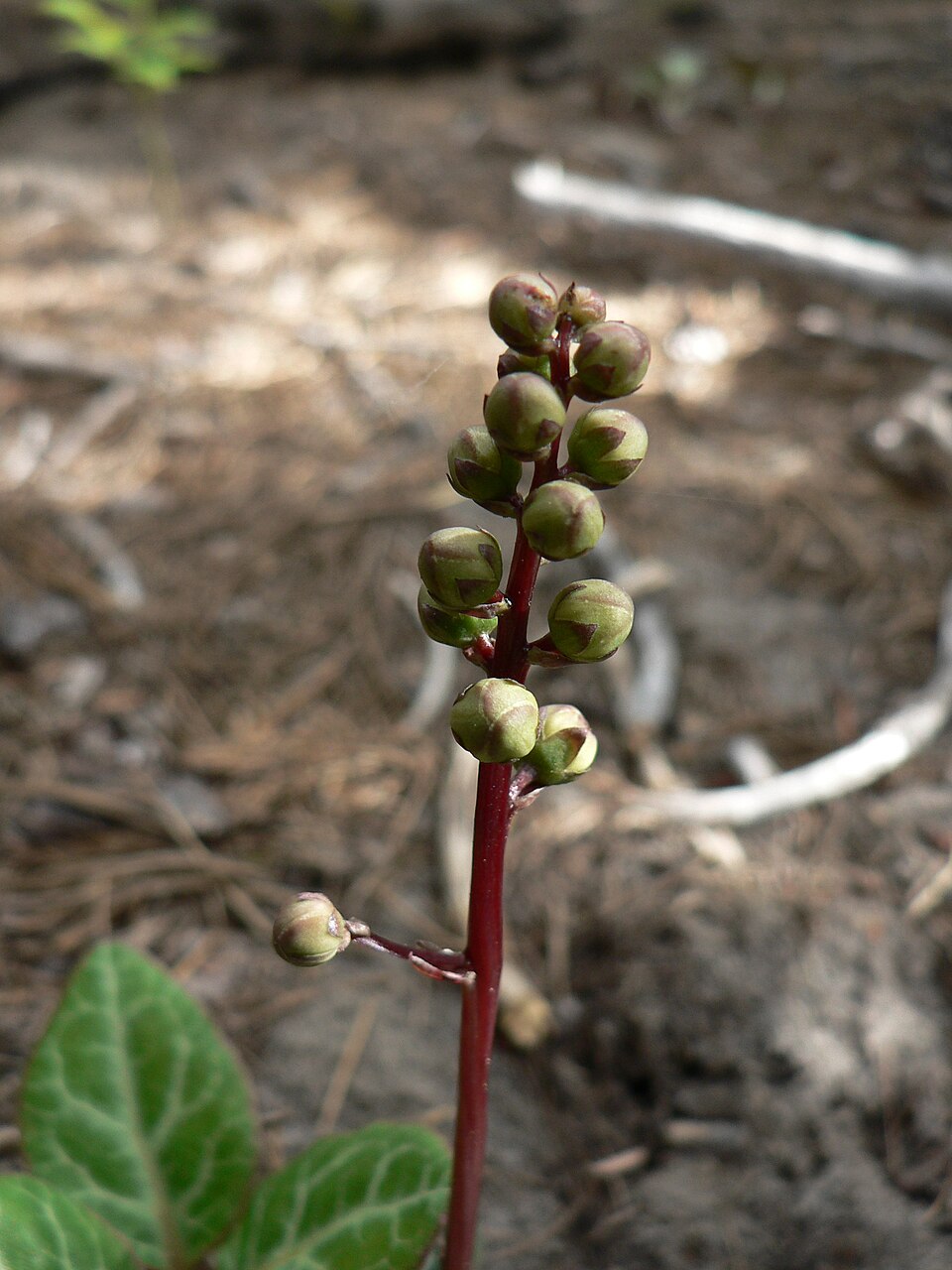 Pyrola picta (white-veined wintergreen) (alternate view 8)