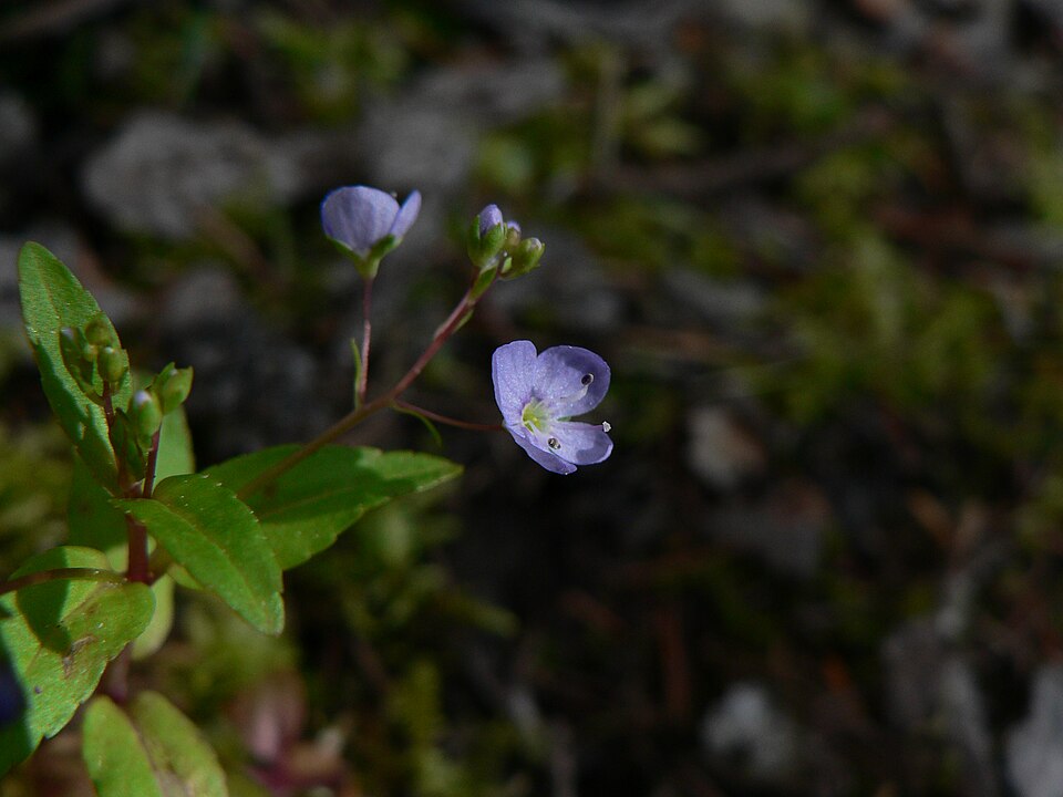 Veronica americana (American brooklime) (alternate view 7)