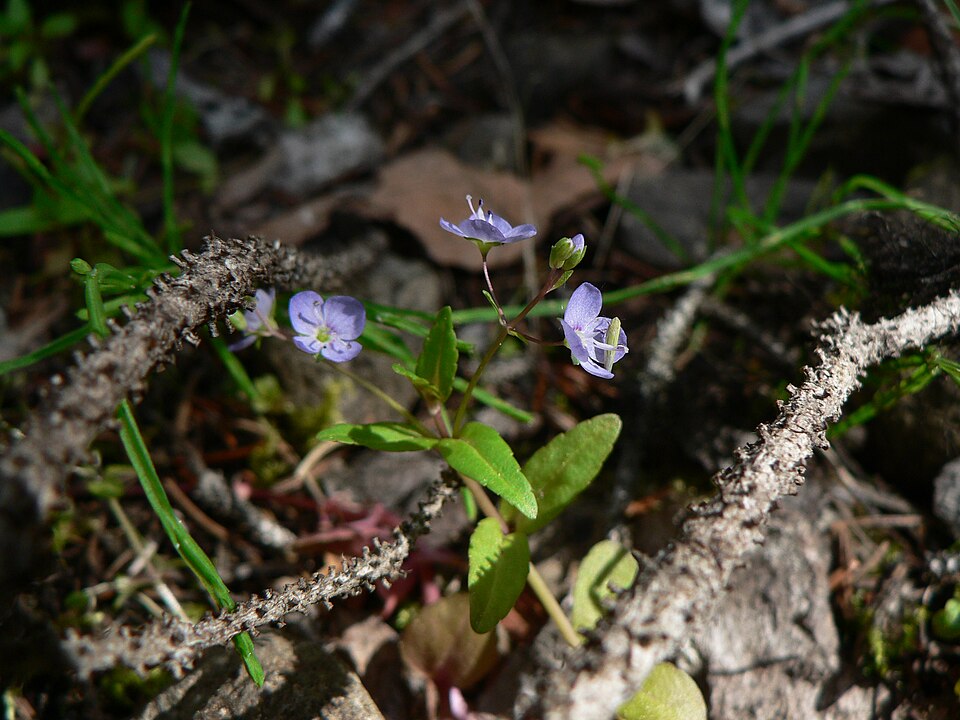 Veronica americana (American brooklime) (alternate view 8)