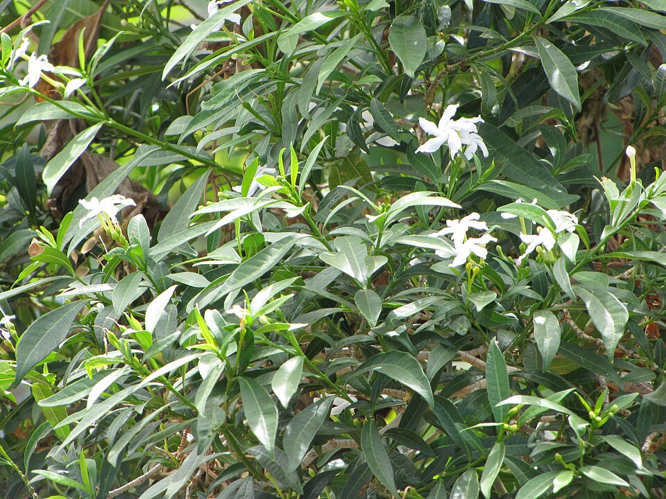 Tabernaemontana pandacaqui (Banana Bush) (alternate view 5)