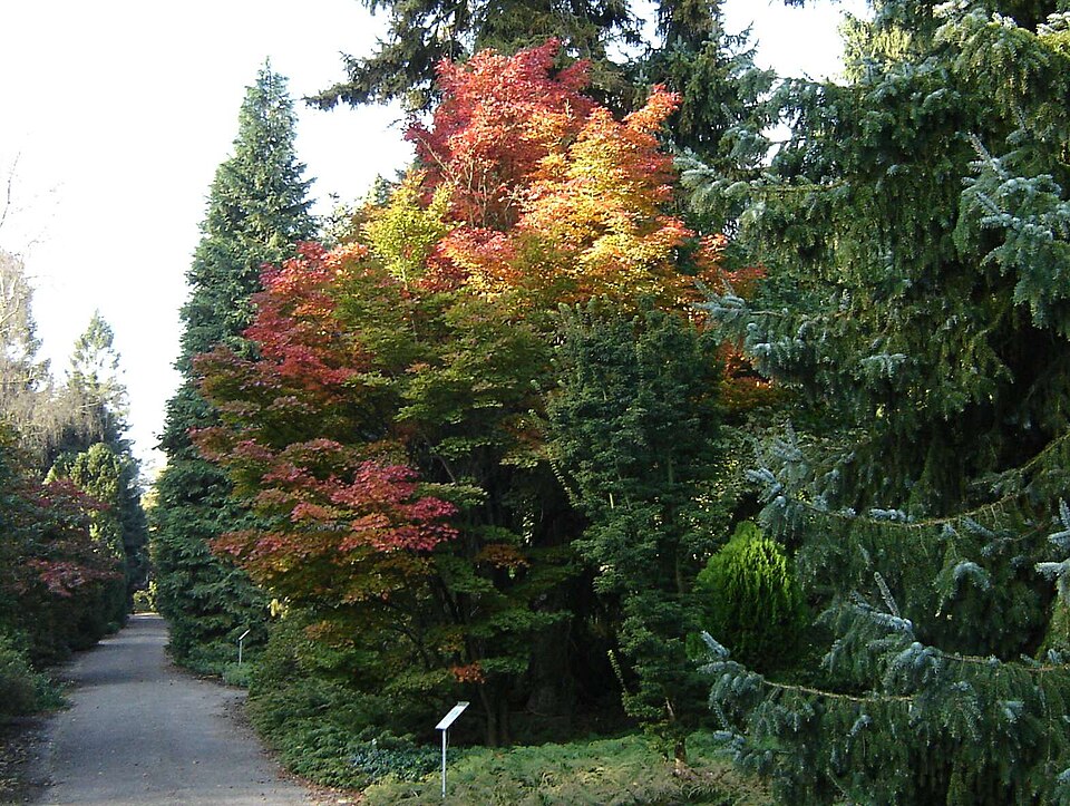 Acer sieboldianum (Siebold Maple) (alternate view 6)