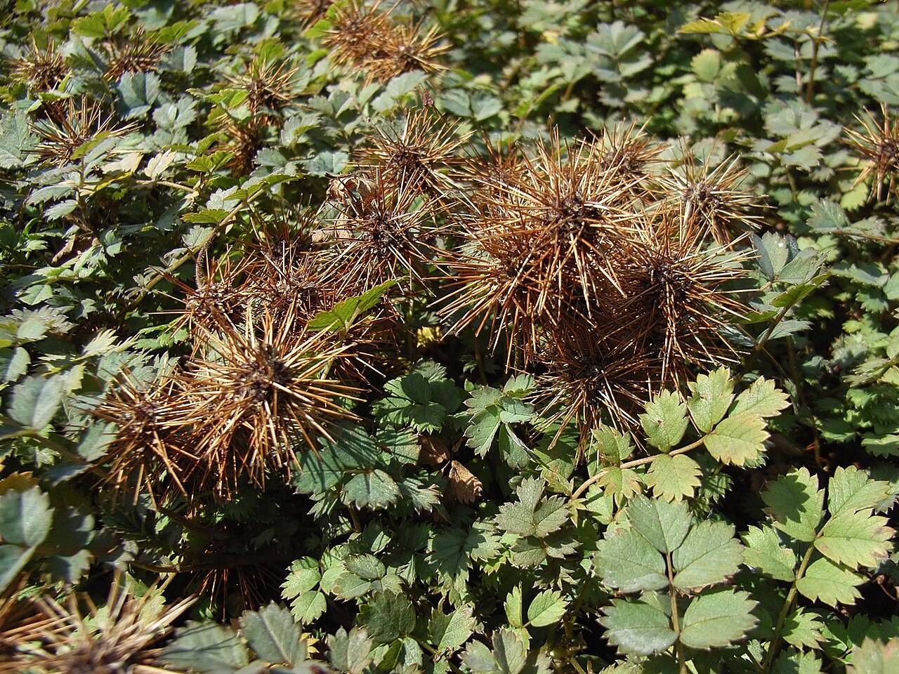 Acaena spp., Bidibid — spreading semi-evergreen (Rosaceae) (image 3 of 4)