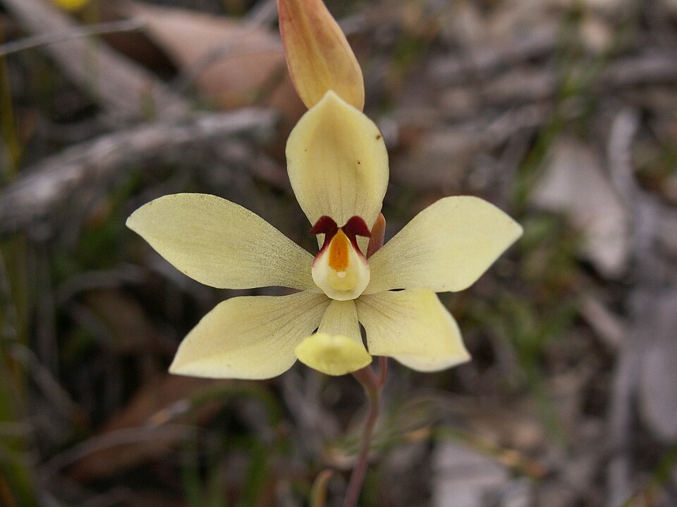 Thelymitra antennifera (lemon-scented sun orchid) (alternate view 3)