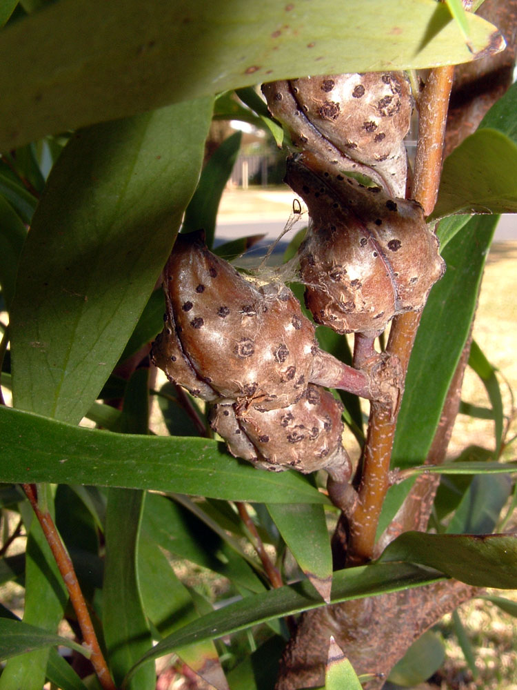Hakea salicifolia (Willow-leaved hakea)
