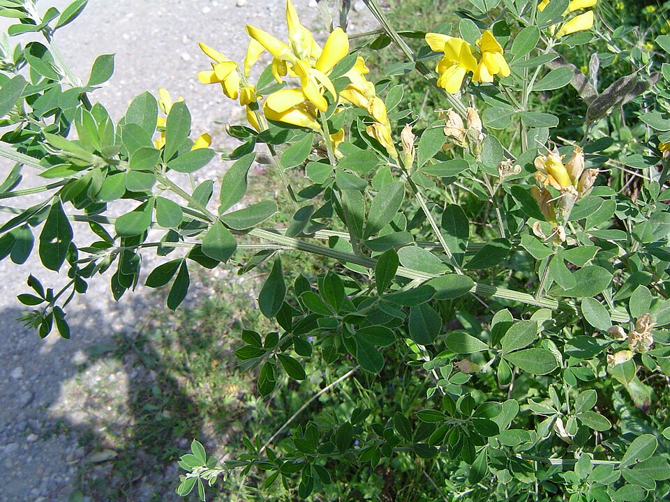 Genista monspessulana (French broom) (alternate view 7)