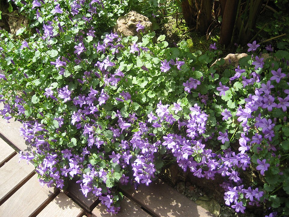 Campanula carpatica (bellflower) (alternate view 7)