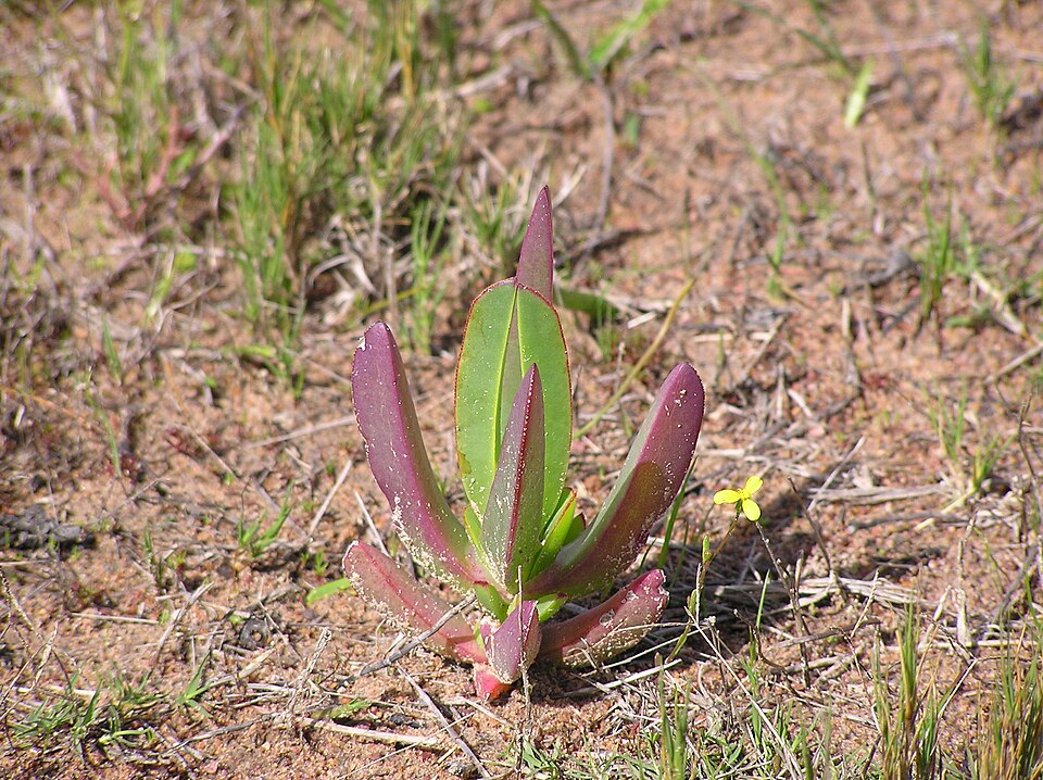 Carpobrotus edulis (sea fig)