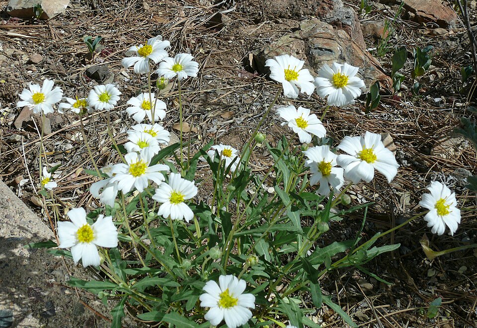 Melampodium leucanthum (blackfoot daisy) (alternate view 6)