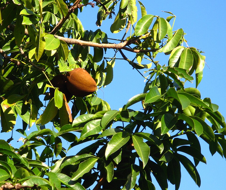 Pachira aquatica (Money Tree) (alternate view 8)