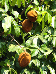 Pachira aquatica (Money Tree) (alternate view 9)