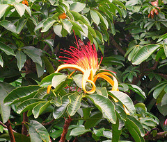 Pachira aquatica (Money Tree) (alternate view 10)