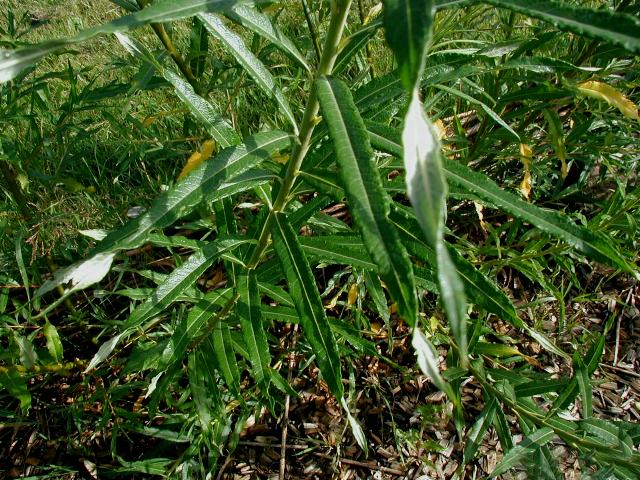 Salix viminalis (basket willow)