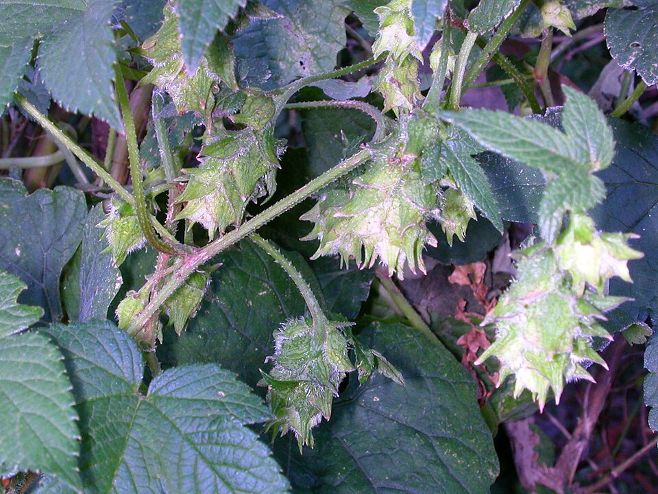 Humulus scandens (Japanese Hops) (alternate view 8)