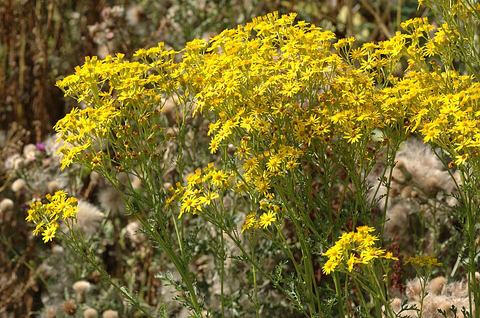 Jacobaea vulgaris (tansy ragwort)