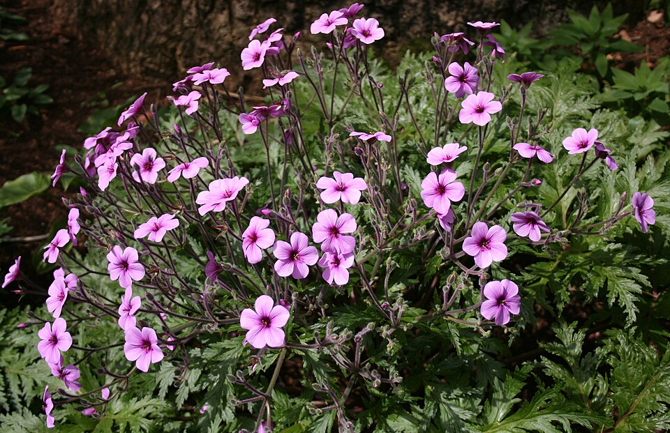 Geranium maderense (alternate view 13)