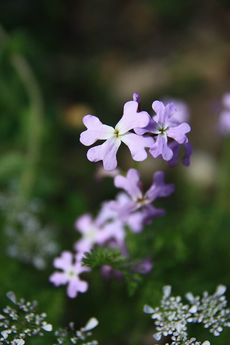 Matthiola (Stock)