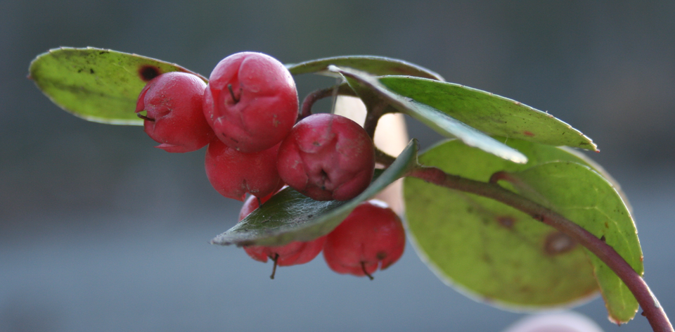 Gaultheria procumbens (wintergreen) (alternate view 4)