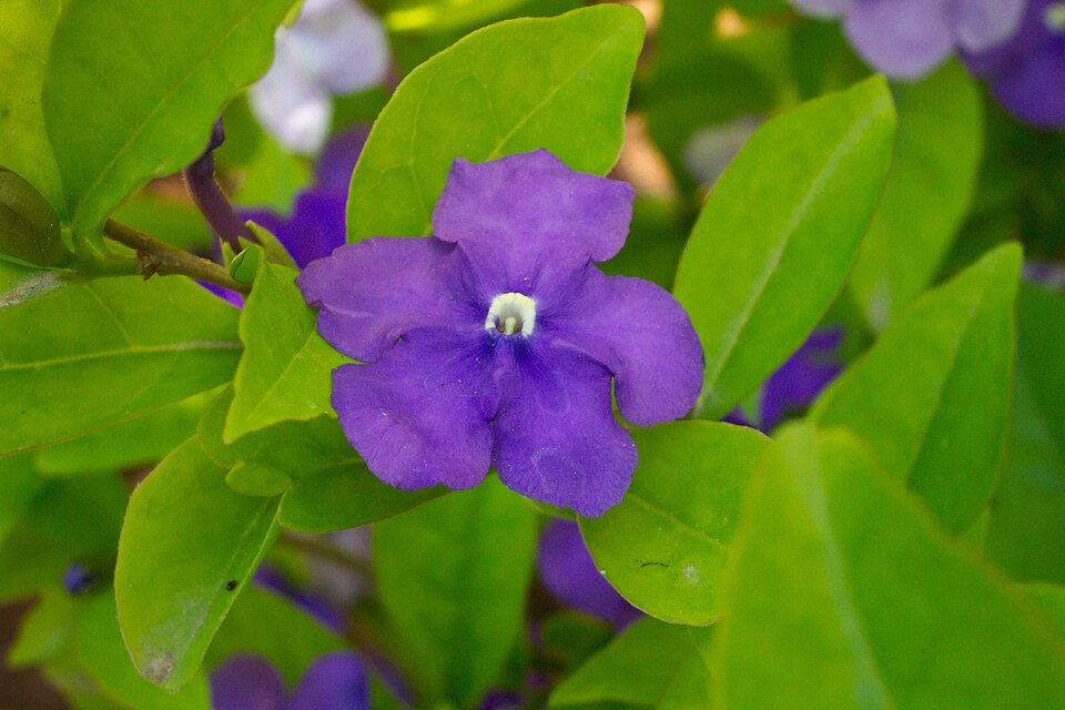 Brunfelsia (raintrees) (alternate view 7)
