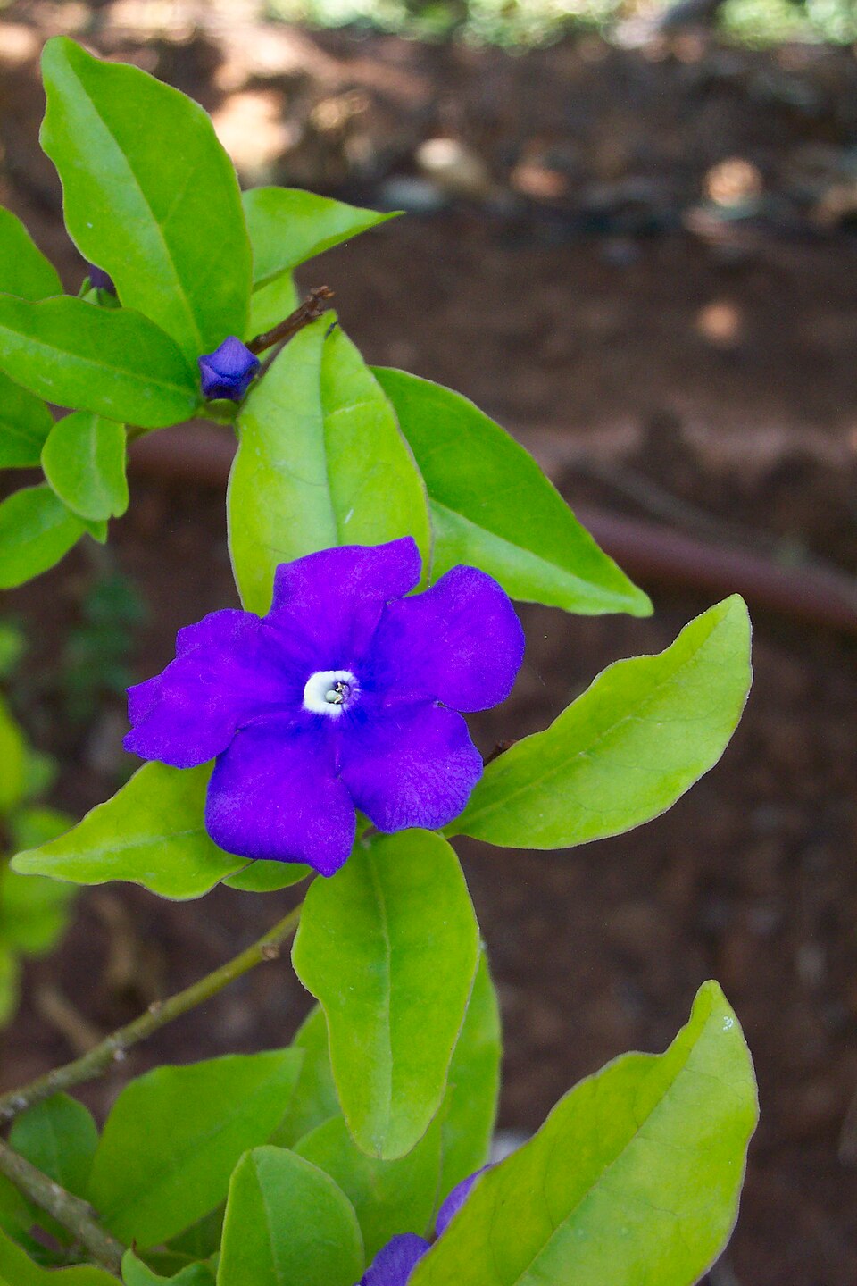 Brunfelsia (raintrees) (alternate view 8)