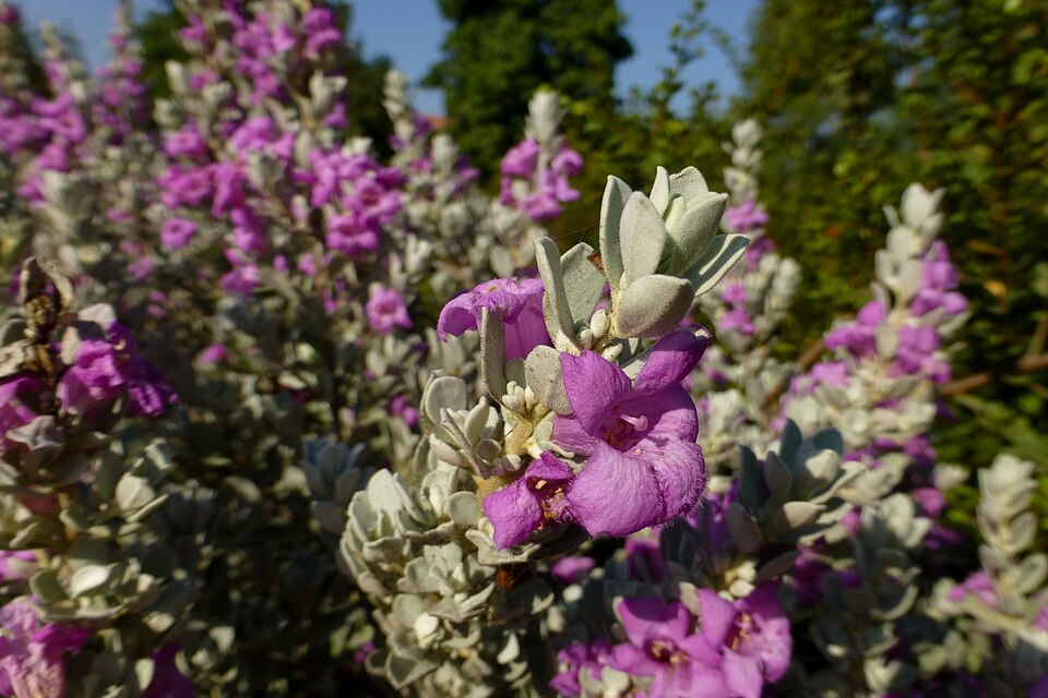 Leucophyllum (silverleaves) (alternate view 4)