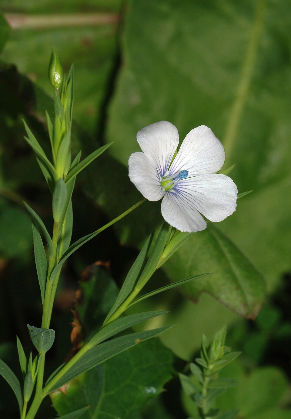 Linum bienne (Pale flax)