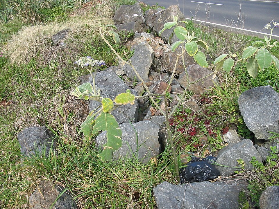 Solanum mauritianum (bugweed) (alternate view 2)