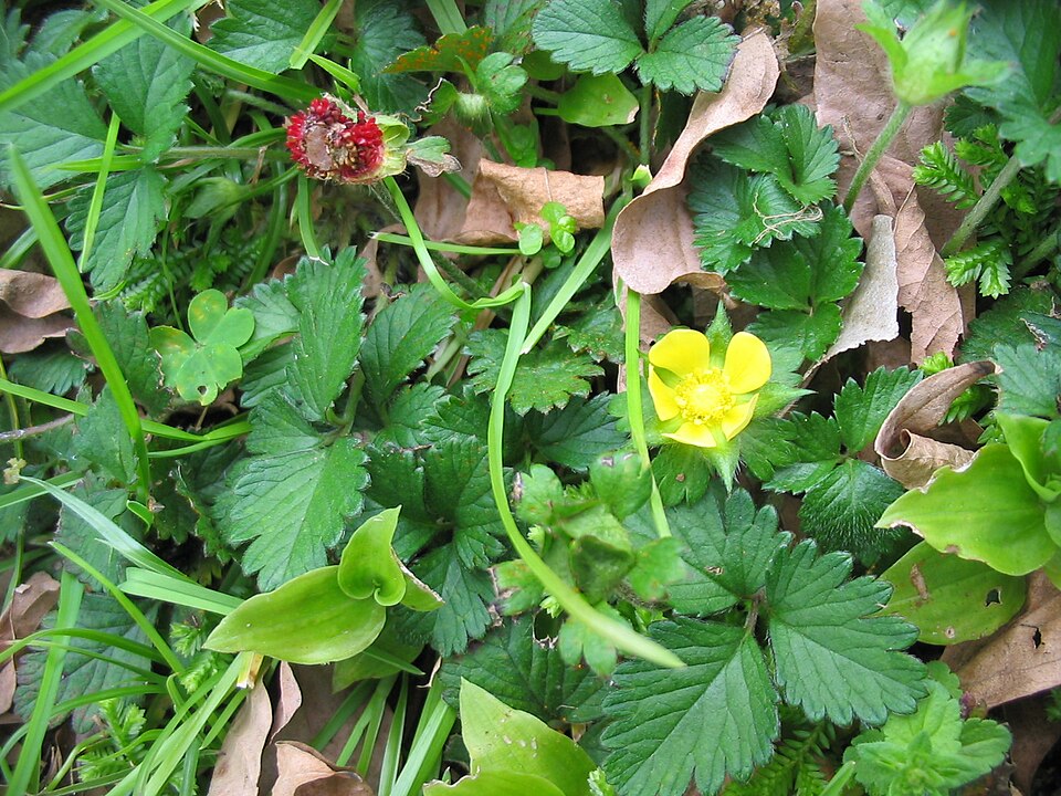 Potentilla indica (mock strawberry)