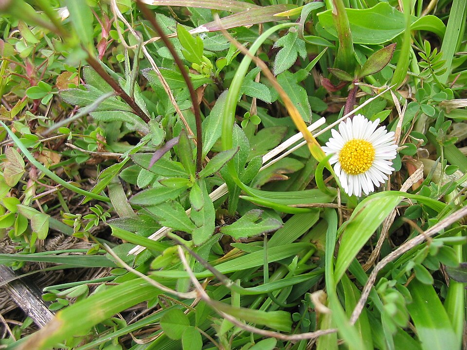 Erigeron karvinskianus (Mexican Fleabane)