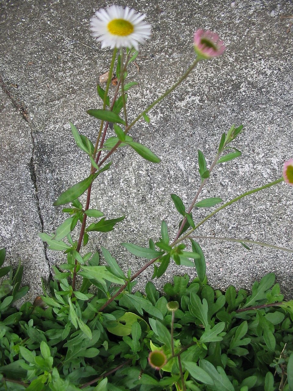 Erigeron karvinskianus (Mexican Fleabane)