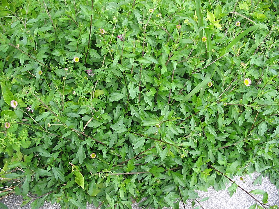 Erigeron karvinskianus (Mexican Fleabane)