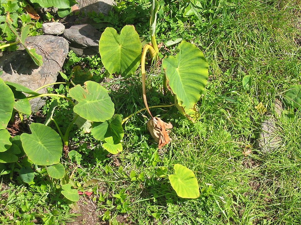 Colocasia esculenta (Taro) (alternate view 6)