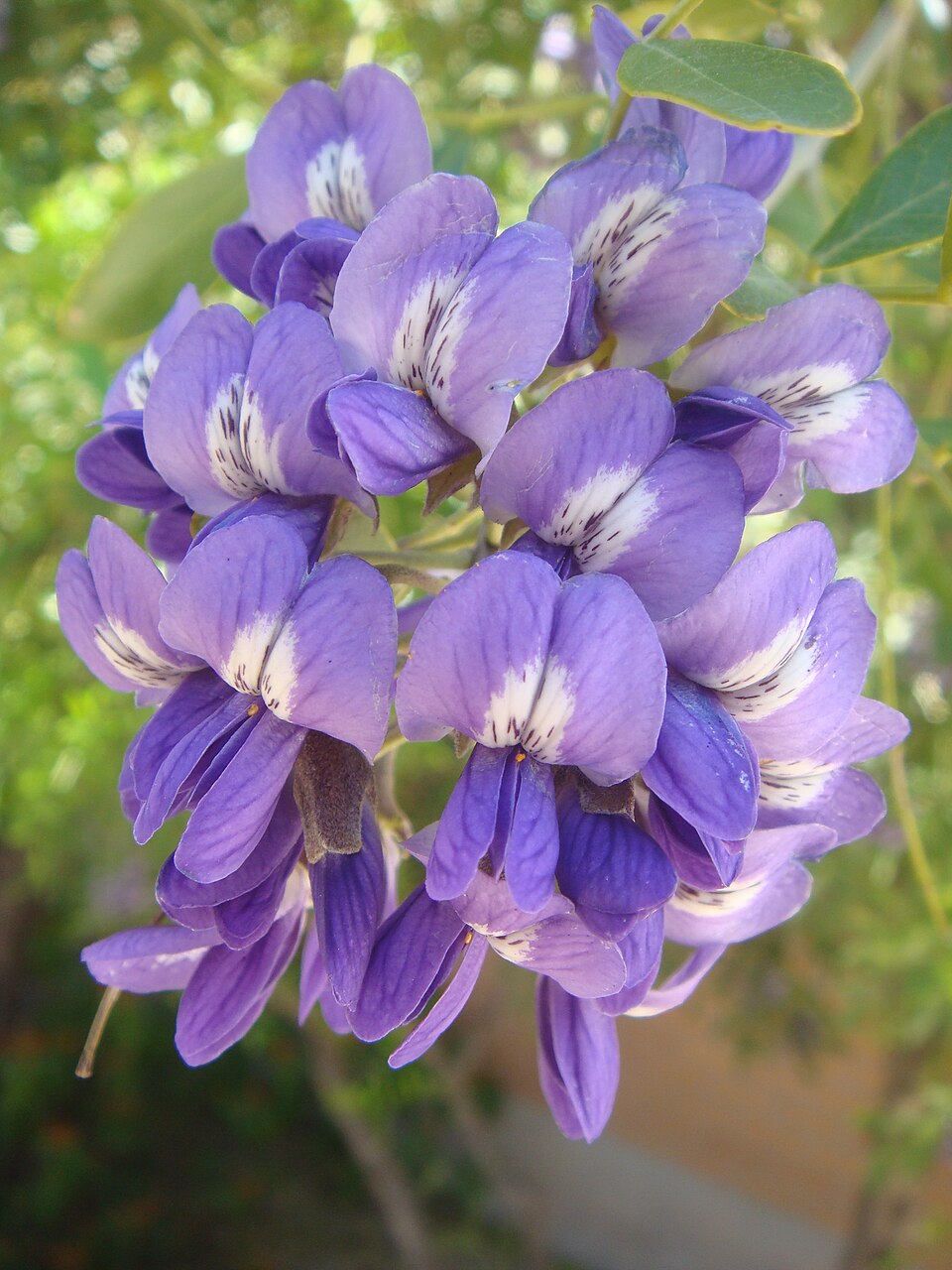 Dermatophyllum secundiflorum (Texas mountain laurel) (alternate view 3)