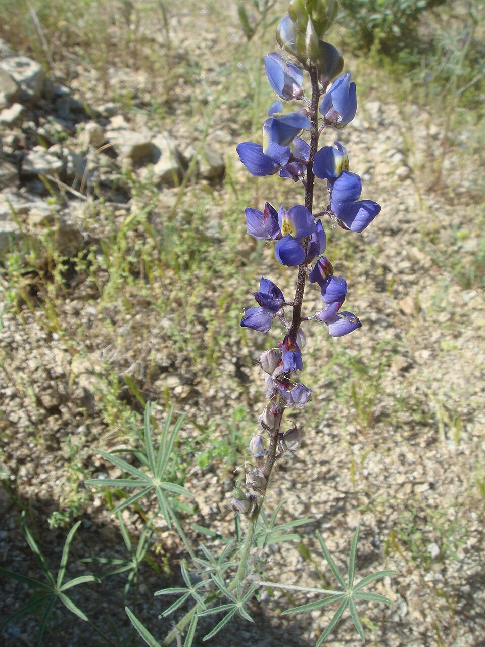 Lupinus sparsiflorus (Coulter's lupine) (alternate view 6)