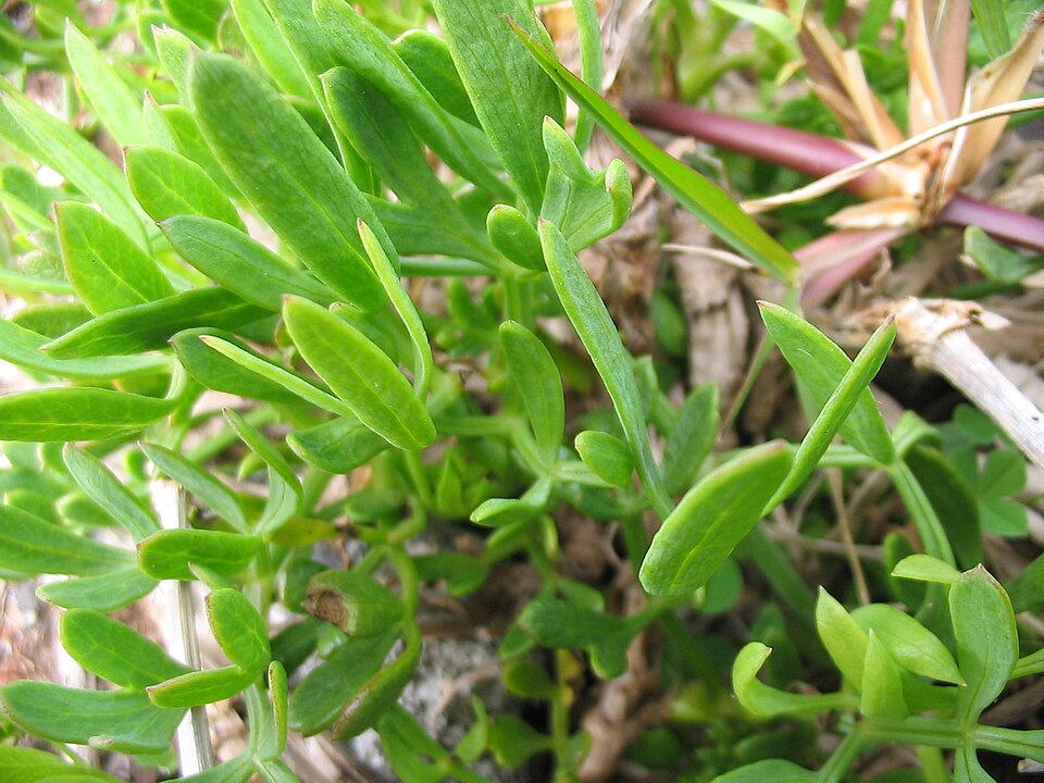 Crithmum maritimum (rock samphire)