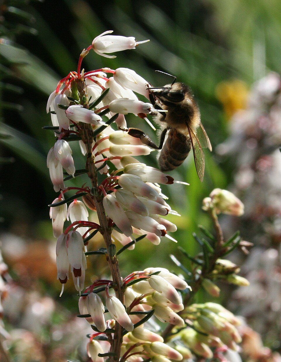 Erica carnea (Heath) (alternate view 6)