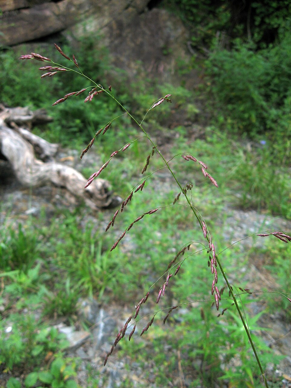 Tridens flavus (purpletop tridens) (alternate view 7)