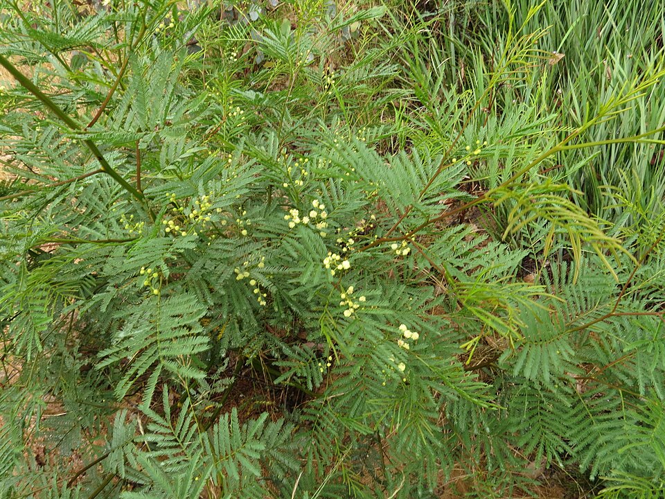 Acacia mearnsii (black wattle) (alternate view 2)