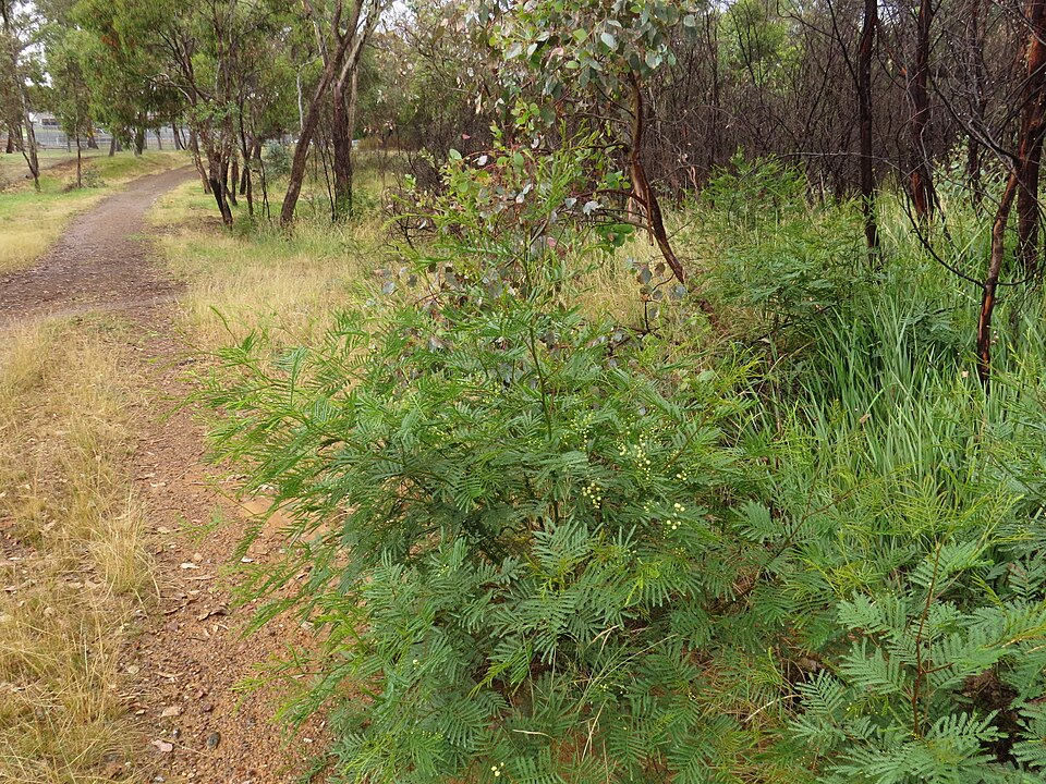 Acacia mearnsii (black wattle) (alternate view 3)
