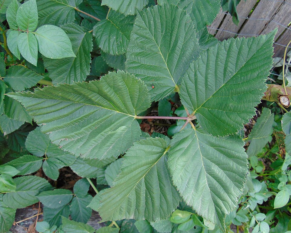 Rubus 'Chester' (Chester Thornless Blackberry)