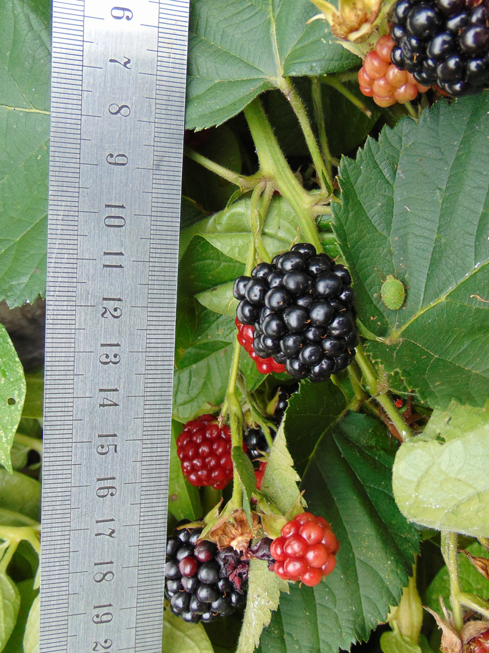 Rubus 'Chester' (Chester Thornless Blackberry) (alternate view 2)