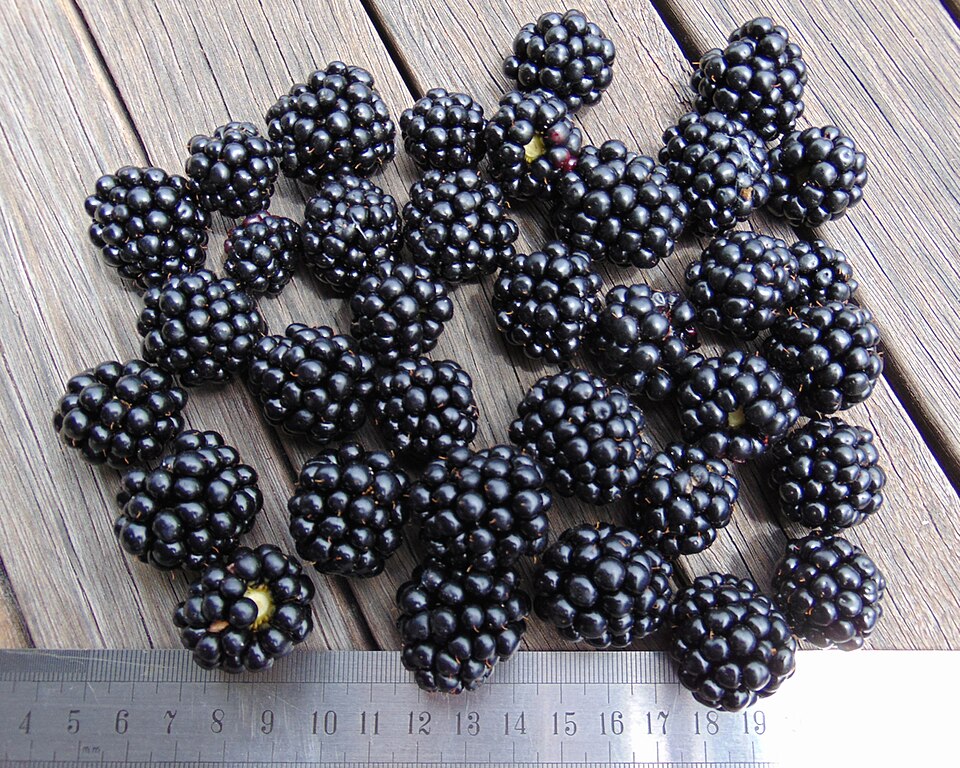 Rubus 'Chester' (Chester Thornless Blackberry) (alternate view 3)