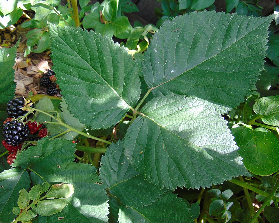 Rubus 'Chester' (Chester Thornless Blackberry) (alternate view 4)